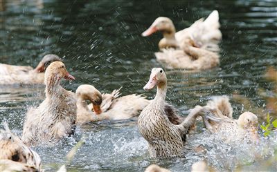 夏季肉鴨關鍵飼養管理要點（技術指導）